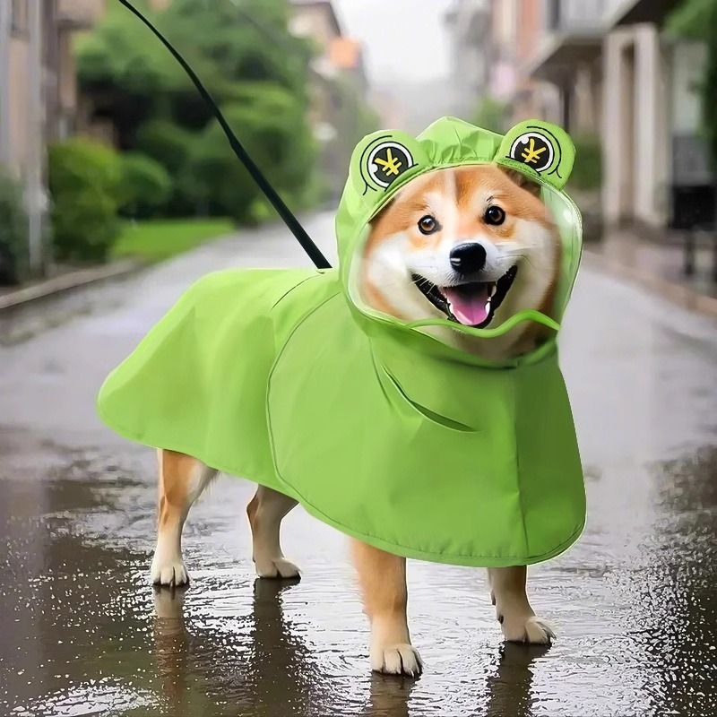 Corgi in the frog raincoat walking on a wet street